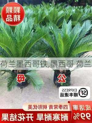 荷兰墨西哥铁,墨西哥 荷兰